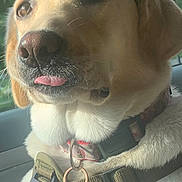 Billie Fuller joined the competition — help win amazing prizes! dog, labrador, close_up, pet, tongue_out, collar, harness, tag, canine, animal, car_interior, sunlight, portrait, fur, ears, nose, whiskers, seat, window, daylight