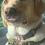dog, labrador, close_up, pet, tongue_out, collar, harness, tag, canine, animal, car_interior, sunlight, portrait, fur, ears, nose, whiskers, seat, window, daylight