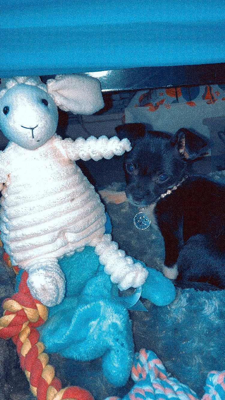 Lexa participe au concours pour gagner de l'argent avec cette photo : art, azure, blue, carnivore, companion_dog, craft, creative_arts, dog, dog_breed, electric_blue, felidae, mammal, pattern, plush, stuffed_toy, tail, teddy_bear, toy, vertebrate, working_animal