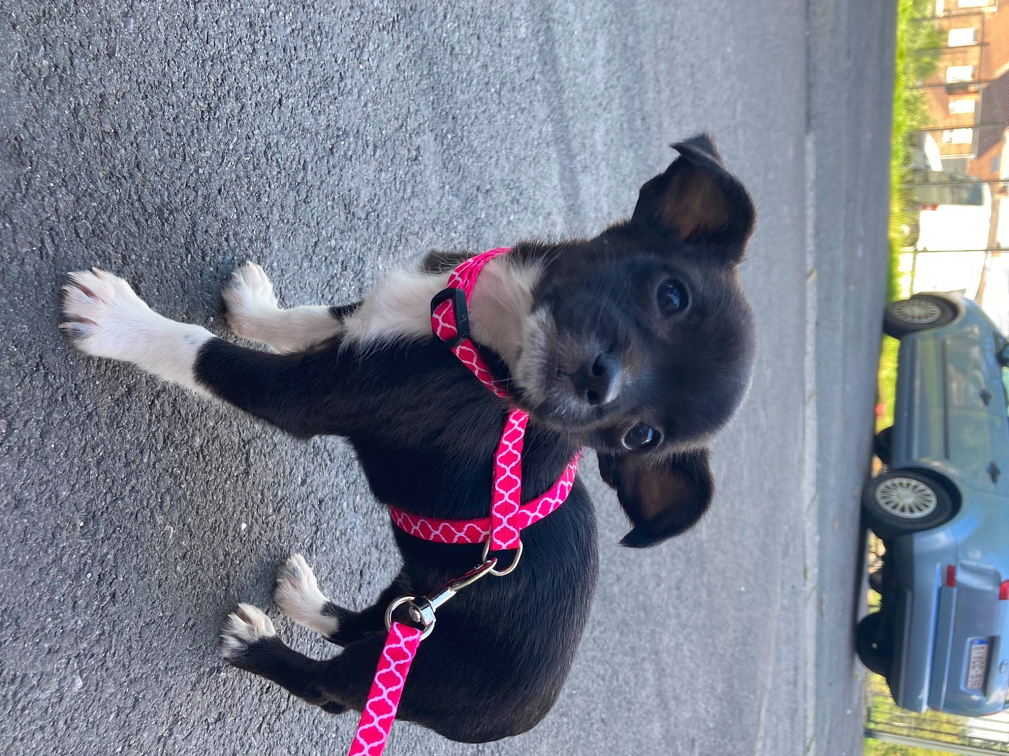 Lexa a rejoint le concours — aidez-le/la à gagner de superbes lots ! asphalt, car, carnivore, collar, companion_dog, dog, dog_breed, dog_collar, dog_supply, fashion_accessory, fur, leash, magenta, pet_supply, road_surface, tail, tire, vehicle, wheel, working_animal