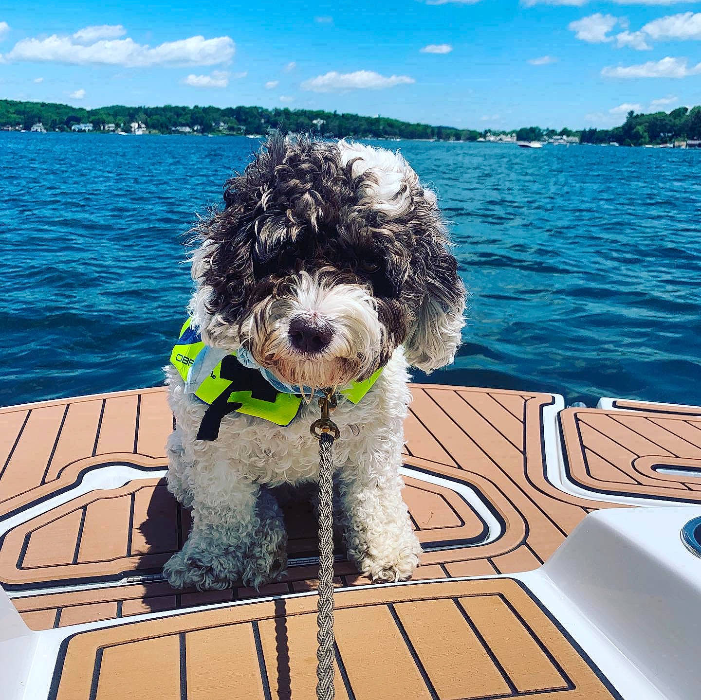 Brooks is registered to the contest to win money with this photo: barbet, boat, canidae, carnivore, cockapoo, dog, dog_breed, goldendoodle, labradoodle, lagotto_romagnolo, mammal, non_sporting_group, portuguese_water_dog, sky, spanish_water_dog, sporting_group, summer, vehicle, vertebrate, water_dog