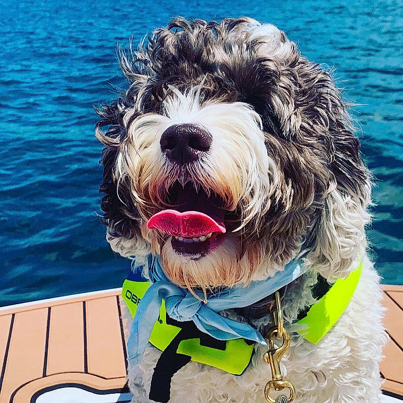 Brooks is registered to the contest to win money with this photo: canidae, carnivore, dog, dog_breed, dog_collar, labradoodle, mammal, petit_basset_griffon_vendeen, photography, portuguese_water_dog, rare_breed_dog, schnoodle, spanish_water_dog, sporting_group, terrier