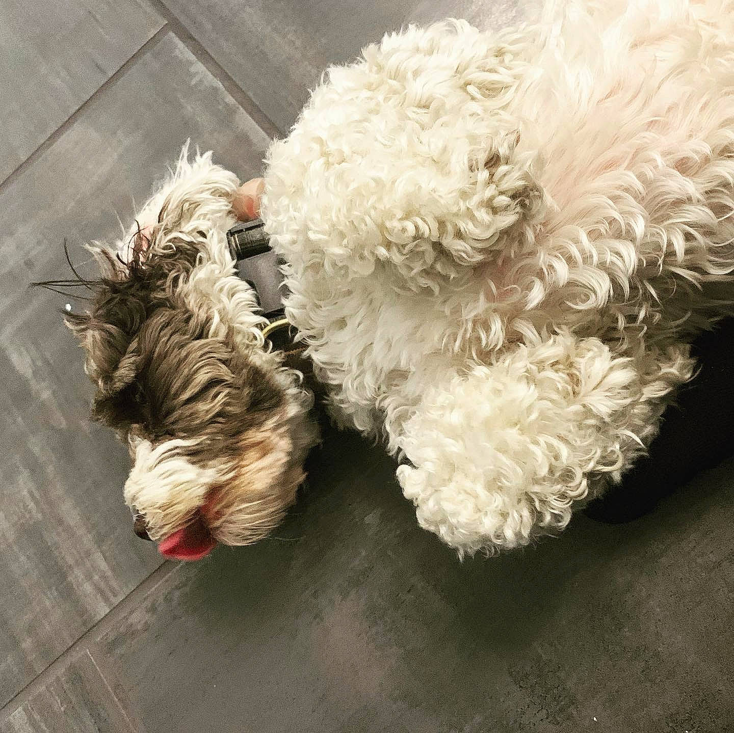 Brooks joined the competition — help win amazing prizes! canidae, carnivore, cavachon, cockapoo, dog, dog_breed, fur, goldendoodle, irish_soft_coated_wheaten_terrier, labradoodle, lagotto_romagnolo, non_sporting_group, poodle_crossbreed, puppy, schnoodle, sporting_lucas_terrier, terrier, toy_dog, toy_poodle
