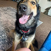 Lilo joined the competition — help win amazing prizes! dog, happy_dog, tongue_out, close_up, black_tan_fur, nose, collar, dog_tags, sitting, carpet, area_rug, living_room, indoor, pet, front_paws, smiling, human_knee, blue_chair, furniture, portrait