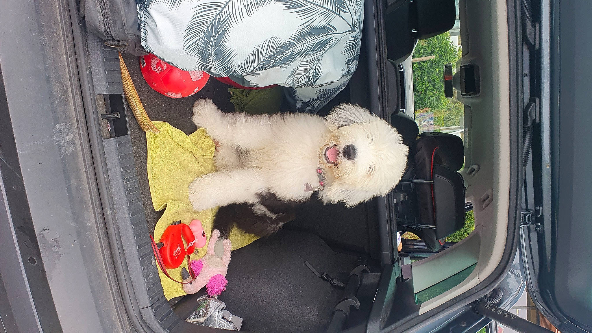 Ursa participe au concours pour gagner de l'argent avec cette photo : auto_part, automotive_exterior, automotive_window_part, car, car_seat, car_seat_cover, carnivore, companion_dog, dog, family_car, fur, luxury_vehicle, mode_of_transport, motor_vehicle, seat_belt, toy, vehicle, vehicle_door, window, windscreen_wiper