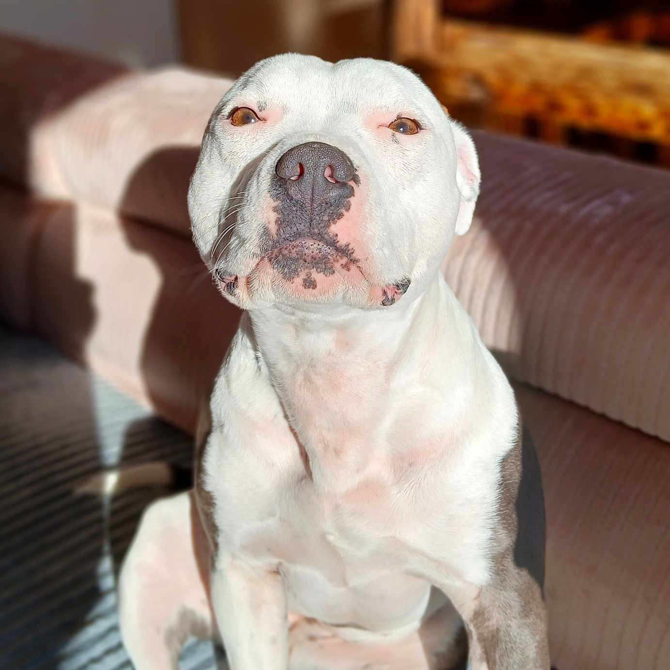 Umaïa a rejoint le concours — aidez-le/la à gagner de superbes lots ! animal, brown_eyes, canine, close_up, companion, couch, dog, domestic_animal, fur, indoor, nostrils, pet, portrait, relaxed, shadow, sitting, striped_rug, sunlight, white_dog, wooden_furniture