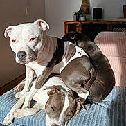 Umaïa participe au concours pour gagner de l'argent avec cette photo : dog, dogs, pet, animal, indoor, blanket, sunlight, resting, sleeping, cozy, furniture, living_room, brown, white, black, cute, companion, relaxation, home, portrait