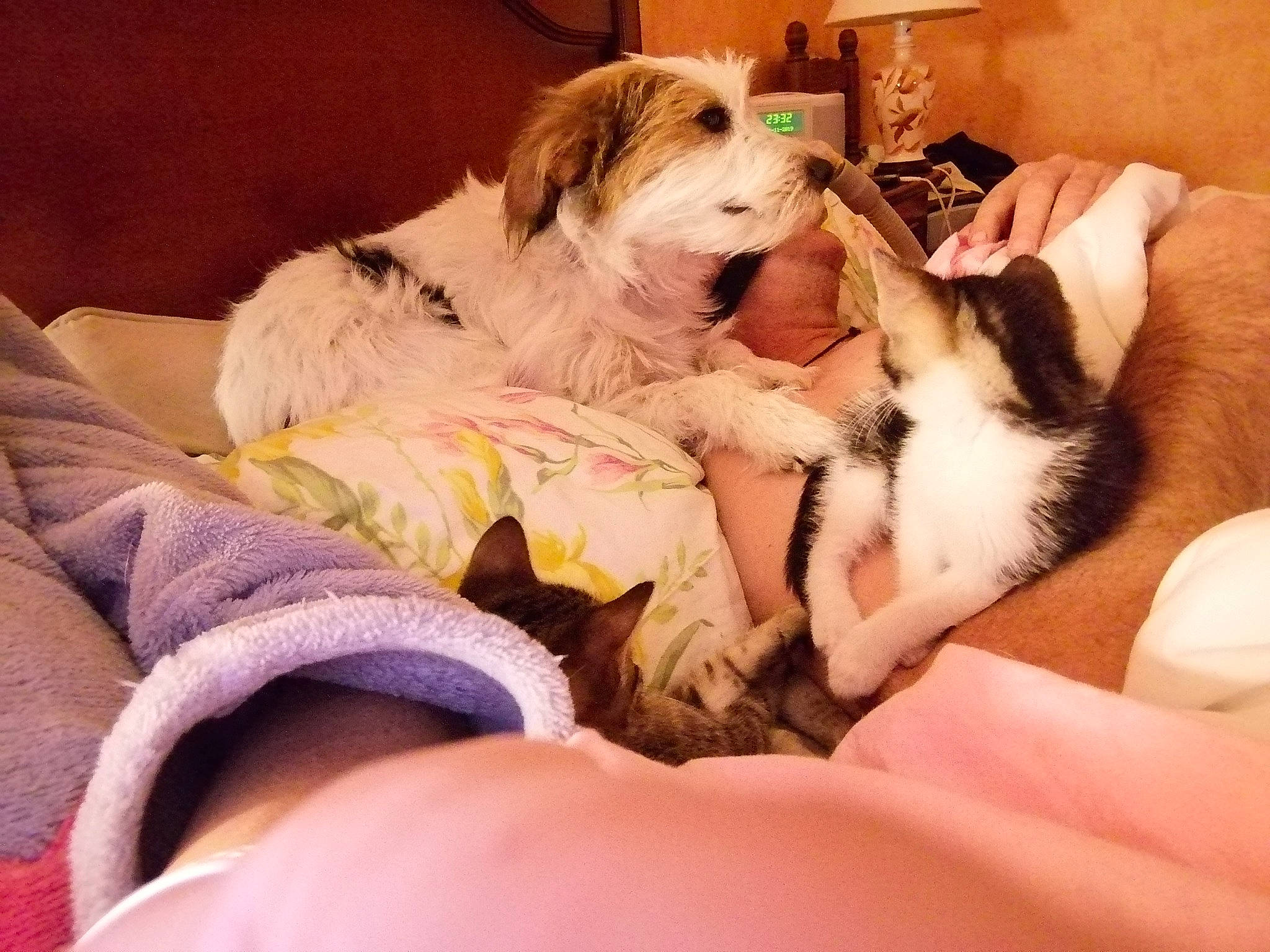 Gitane a rejoint le concours — aidez-le/la à gagner de superbes lots ! canidae, carnivore, cat, companion_dog, dog, dog_breed, kitten, kooikerhondje, love, nap, puppy, puppy_love, russell_terrier, sporting_group