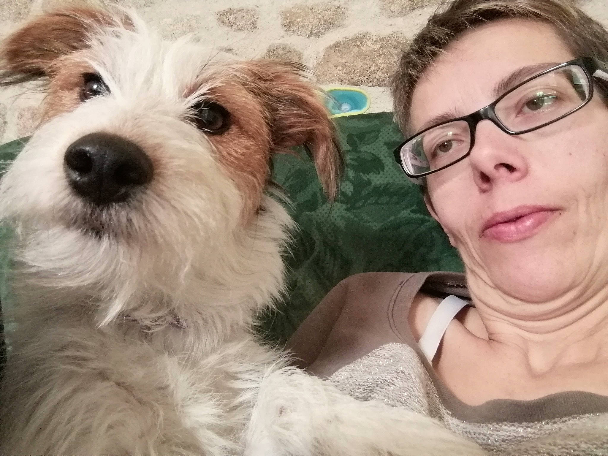 Gitane participe au concours pour gagner de l'argent avec cette photo : canidae, carnivore, cavachon, companion_dog, dog, dog_breed, glasses, head, maltepoo, maltese, mammal, morkie, petit_basset_griffon_vendeen, puppy, puppy_love, rare_breed_dog, schnoodle, snout, sporting_lucas_terrier, west_highland_white_terrier