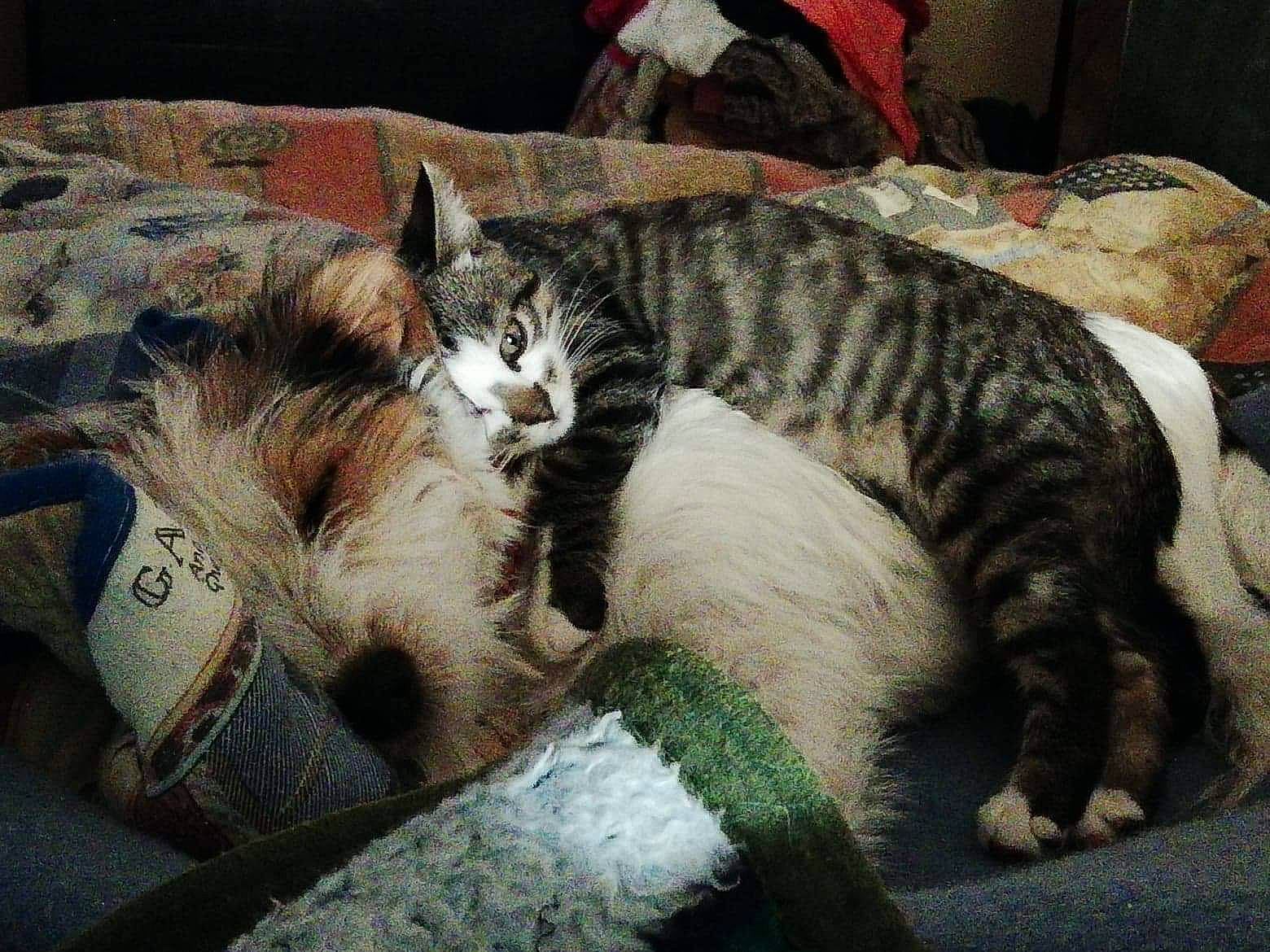 Olaff a rejoint le concours — aidez-le/la à gagner de superbes lots ! american_shorthair, asian, california_spangled, carnivore, cat, domestic_short_haired_cat, dragon_li, egyptian_mau, european_shorthair, felidae, fur, kitten, mammal, nap, small_to_medium_sized_cats, tabby_cat, tail, vertebrate, whiskers