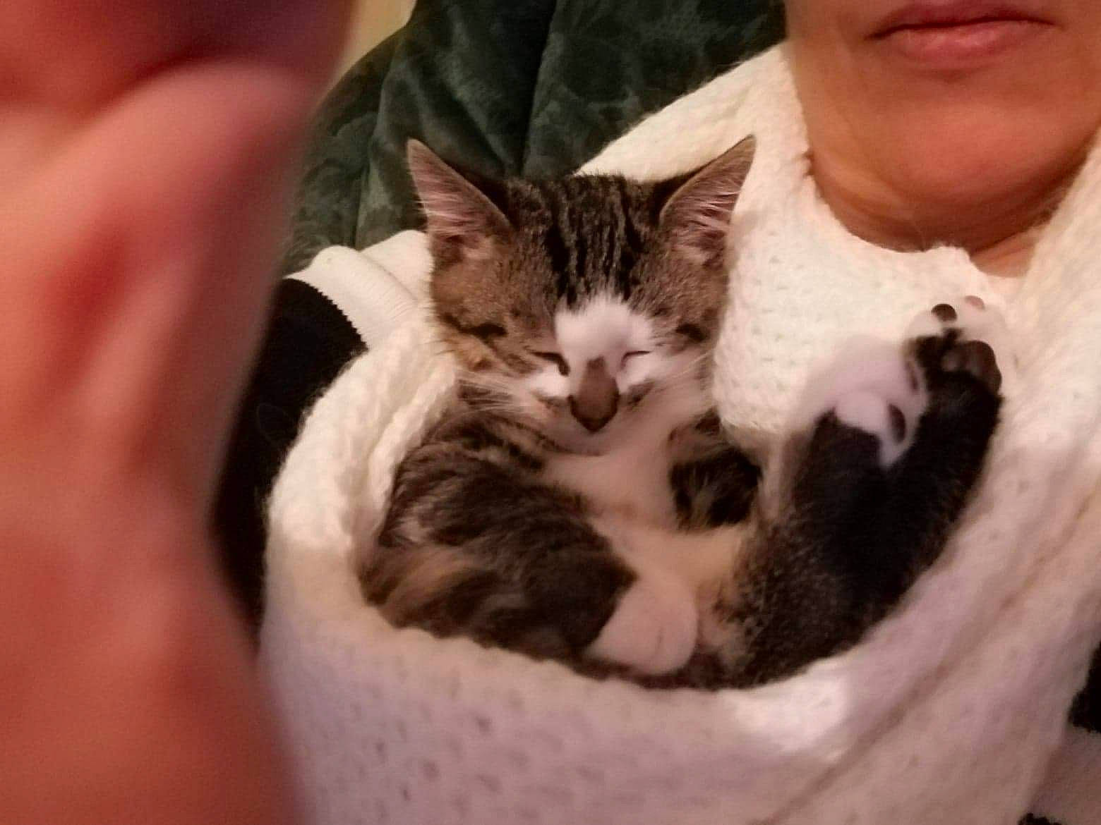 Olaff participe au concours pour gagner de l'argent avec cette photo : aegean_cat, american_shorthair, american_wirehair, asian, carnivore, cat, domestic_short_haired_cat, dragon_li, ear, european_shorthair, felidae, fur, hand, kitten, mammal, mouth, nose, small_to_medium_sized_cats, tabby_cat, whiskers