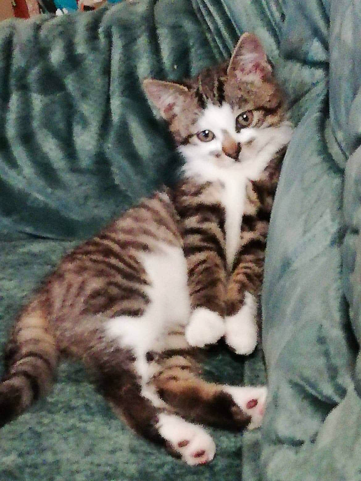 Olaff a rejoint le concours — aidez-le/la à gagner de superbes lots ! aegean_cat, american_shorthair, american_wirehair, arabian_mau, asian, california_spangled, carnivore, cat, domestic_short_haired_cat, dragon_li, european_shorthair, felidae, fur, kitten, mammal, small_to_medium_sized_cats, tabby_cat, toyger, vertebrate, whiskers