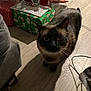 animal, cat, christmas_presents, cord, curious, dark_fur, decorations, ears, festive, floor, furniture, holiday, home, indoor, lighting, pet, shadow, whiskers, wooden_floor, wrapped_gifts
