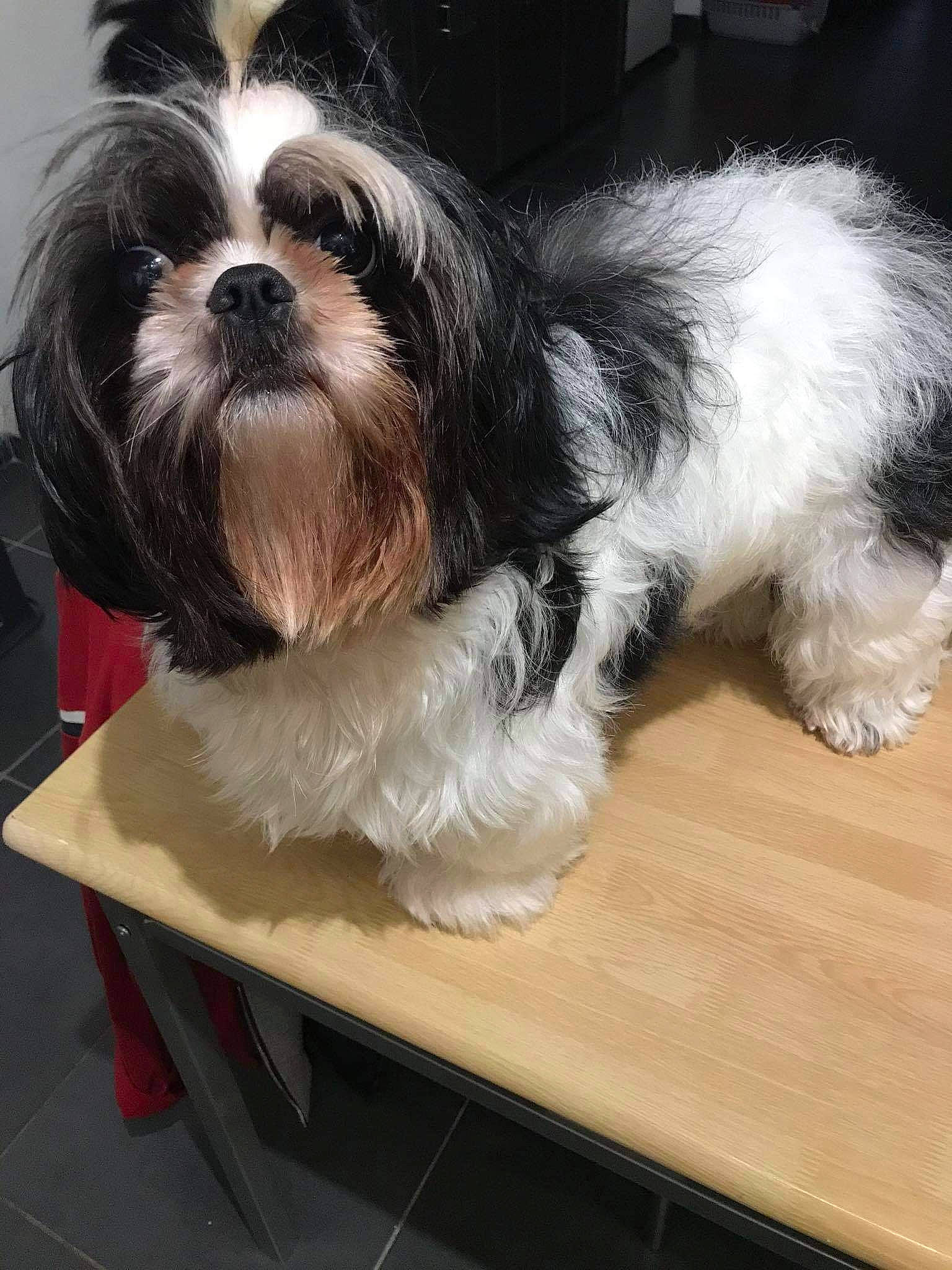 Mimi participe au concours pour gagner de l'argent avec cette photo : canidae, carnivore, chinese_imperial_dog, companion_dog, dog, dog_breed, kyi_leo, lhasa_apso, lowchen, maltepoo, mammal, petit_basset_griffon_vendeen, puppy, rare_breed_dog, shih_tzu, snout, sporting_group, tibetan_terrier, toy_dog, vertebrate