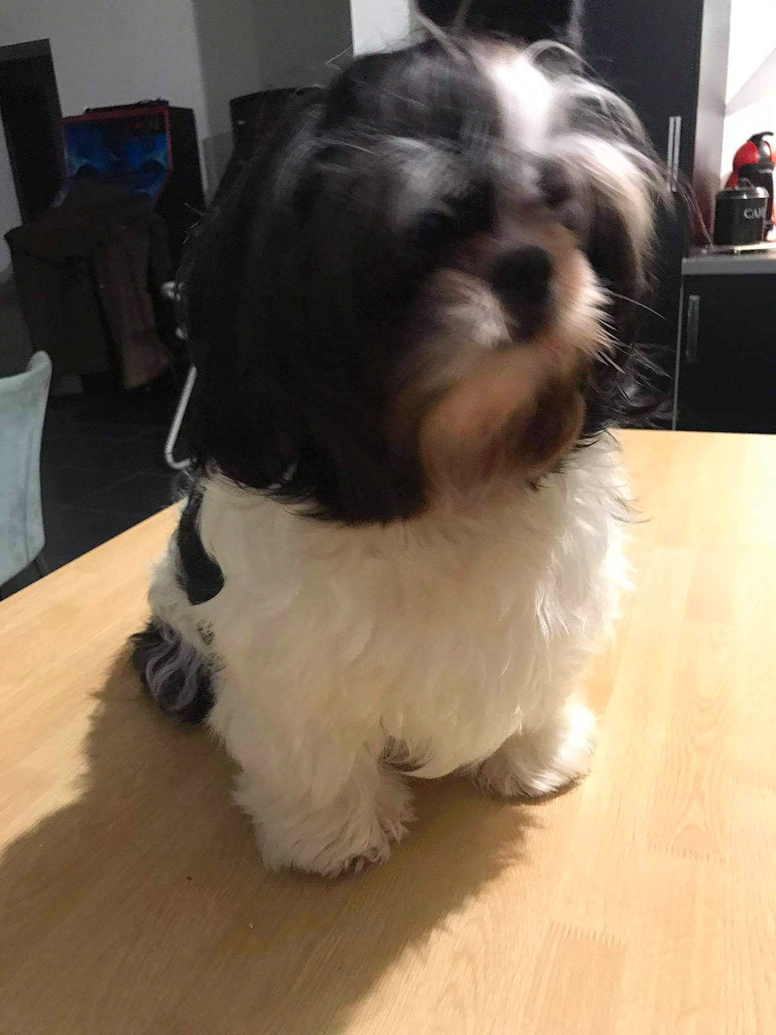 Mimi a rejoint le concours — aidez-le/la à gagner de superbes lots ! canidae, carnivore, chinese_imperial_dog, companion_dog, dog, dog_breed, havanese, kyi_leo, lhasa_apso, lowchen, maltepoo, mammal, non_sporting_group, polish_lowland_sheepdog, puppy, shih_tzu, snout, tibetan_terrier, toy_dog, vertebrate