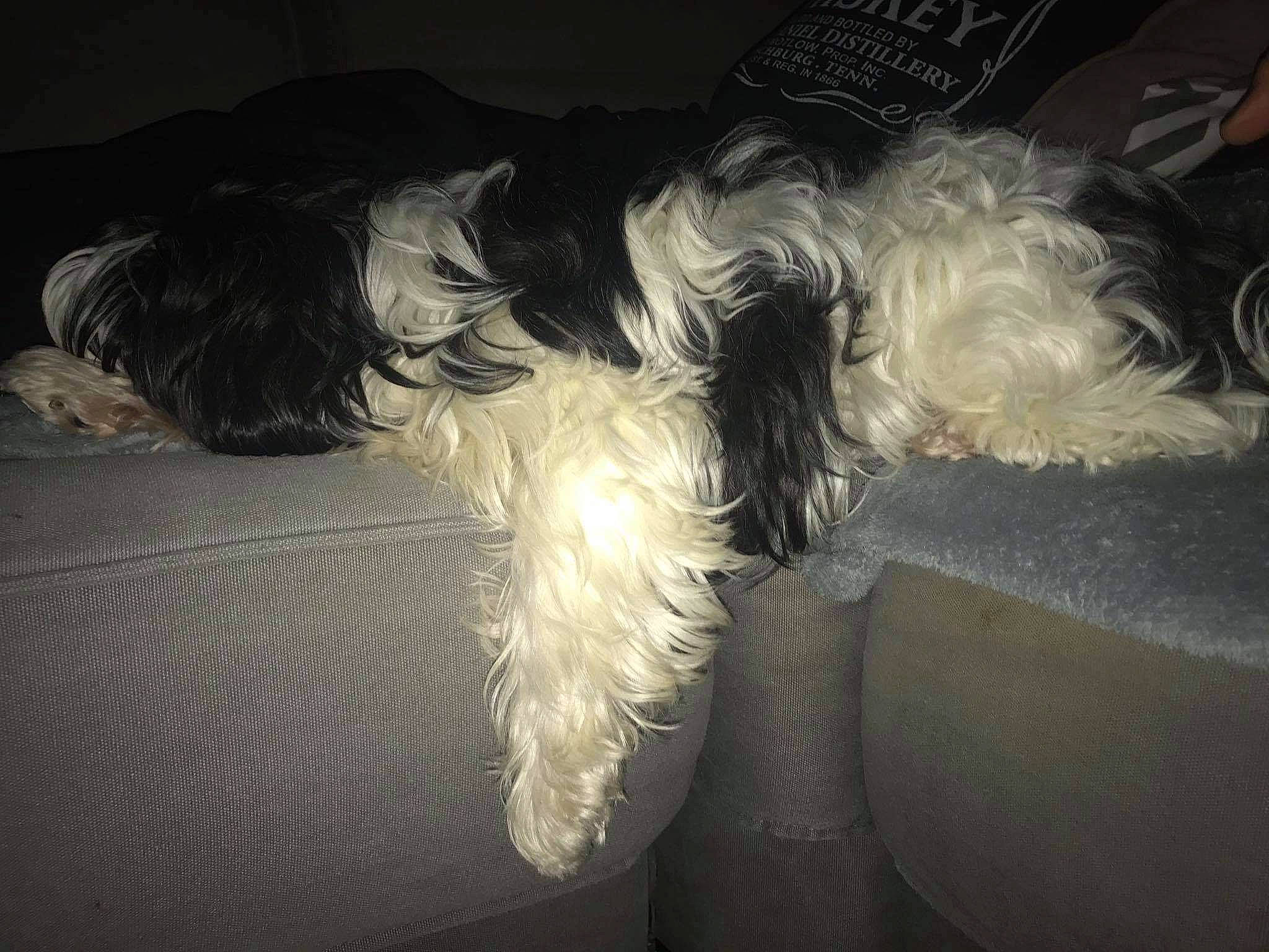 Mimi participe au concours pour gagner de l'argent avec cette photo : canidae, carnivore, dog, dog_breed, ear, fur, maltese, miniature_schnauzer, non_sporting_group, schnauzer, shih_tzu, terrier, toy_dog