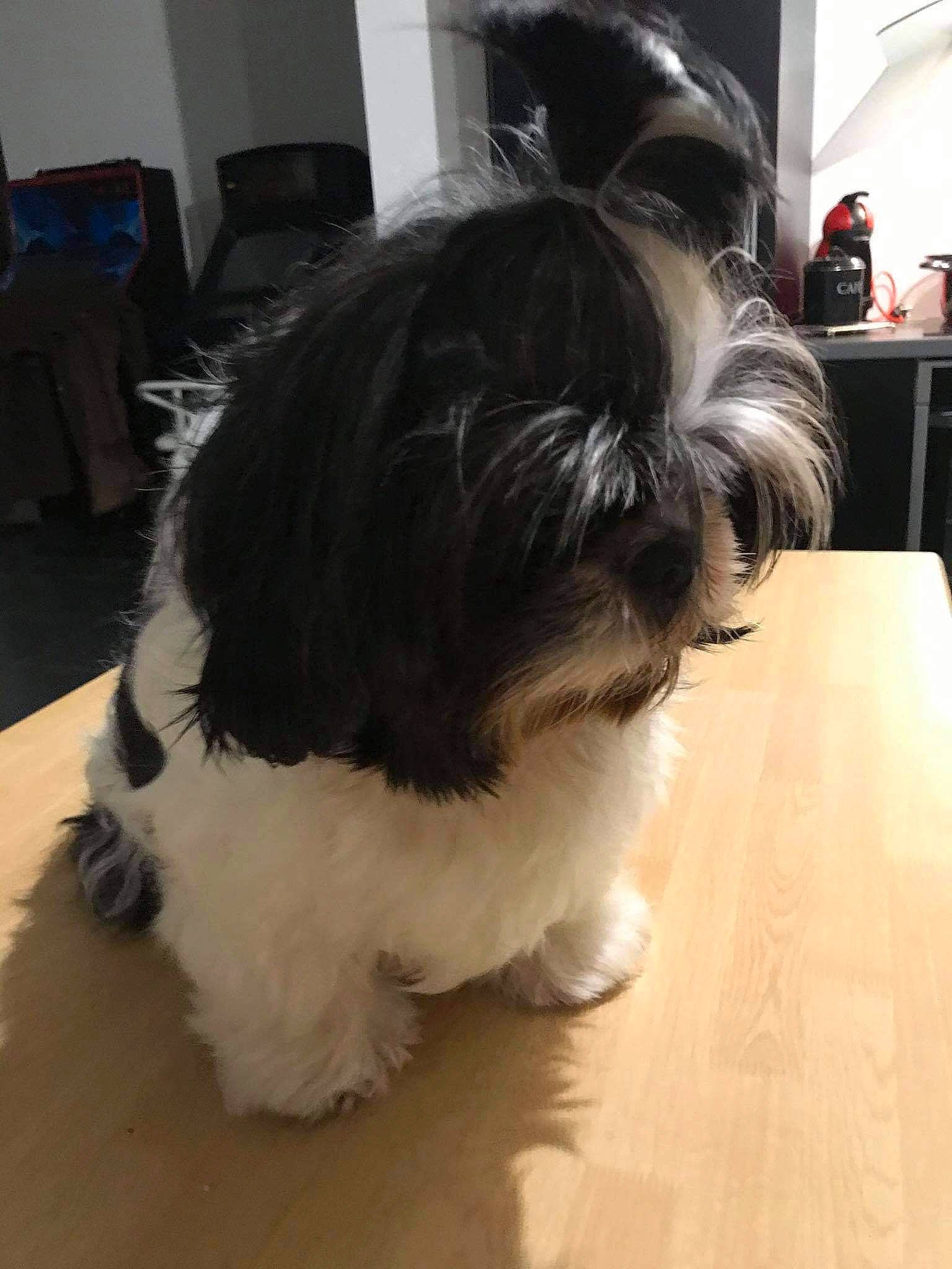 Mimi participe au concours pour gagner de l'argent avec cette photo : canidae, carnivore, chinese_imperial_dog, companion_dog, dog, dog_breed, havanese, kyi_leo, lhasa_apso, lowchen, mammal, non_sporting_group, puppy, rare_breed_dog, shih_tzu, snout, sporting_group, tibetan_terrier, toy_dog, vertebrate