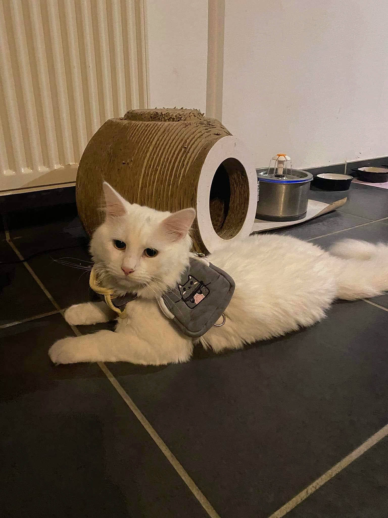 Stone Et Sky participe au concours pour gagner de l'argent avec cette photo : bag, box, cardboard, carnivore, cat, comfort, domestic_short_haired_cat, fawn, felidae, flooring, fur, grey, hardwood, household_supply, luggage_and_bags, paw, small_to_medium_sized_cats, tail, whiskers, wood