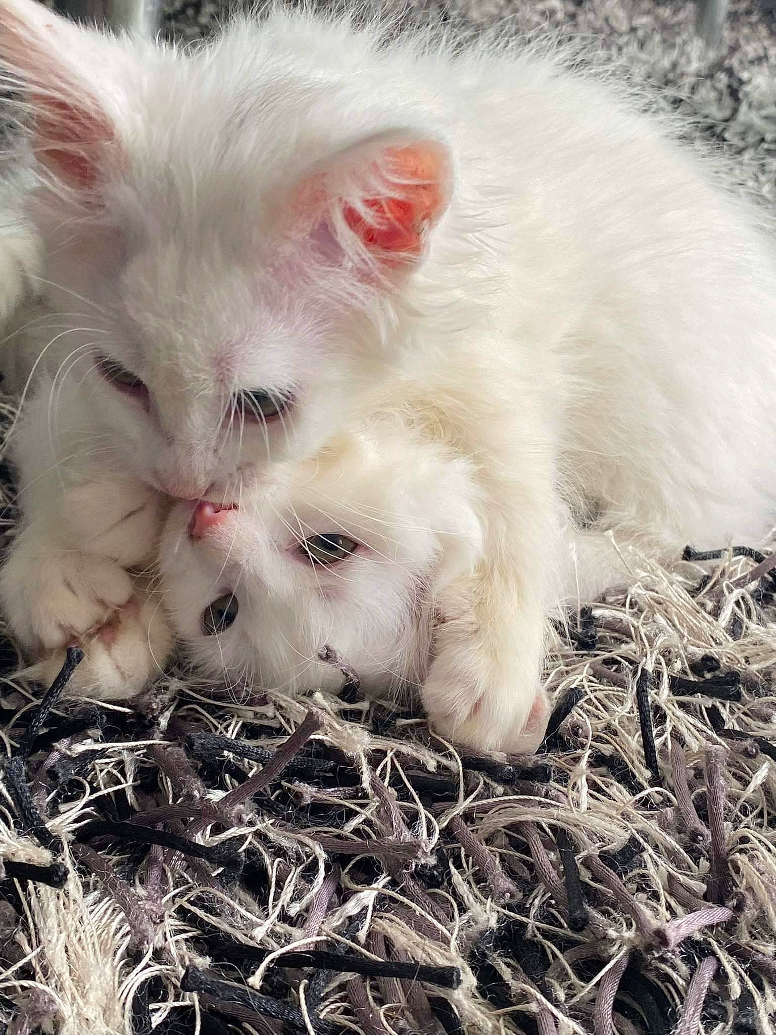 Stone Et Sky participe au concours pour gagner de l'argent avec cette photo : carnivore, cat, claw, fang, fawn, felidae, fur, grass, herbaceous_plant, paw, photo_caption, plant, small_to_medium_sized_cats, snout, terrestrial_animal, whiskers