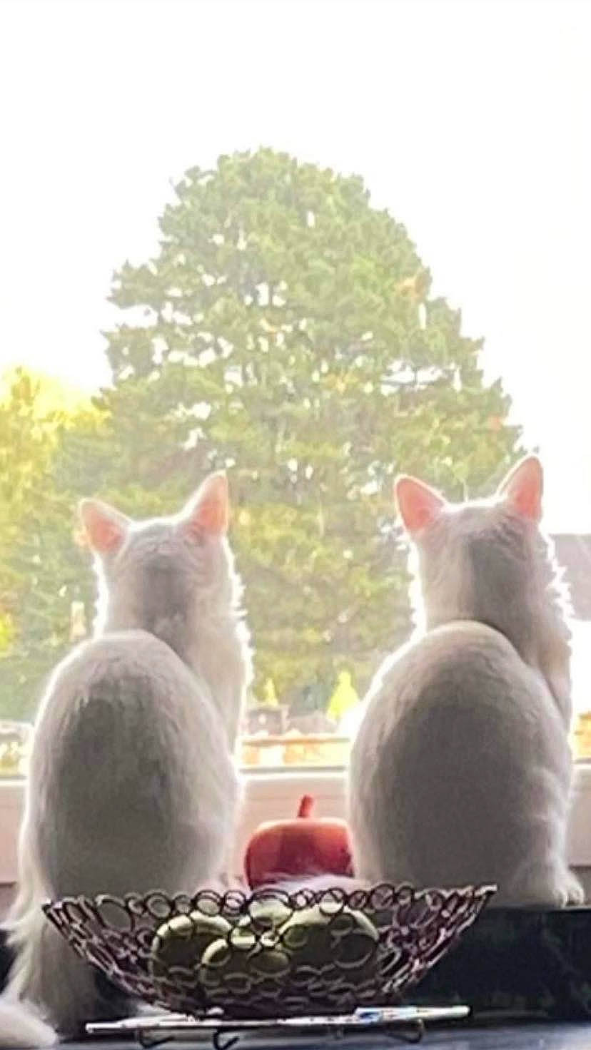 Stone Et Sky a rejoint le concours — aidez-le/la à gagner de superbes lots ! carnivore, cat, domestic_short_haired_cat, felidae, fur, grass, grey, mammal, paw, plant, serveware, sky, small_to_medium_sized_cats, snout, sunlight, tail, tree, vertebrate, whiskers, white