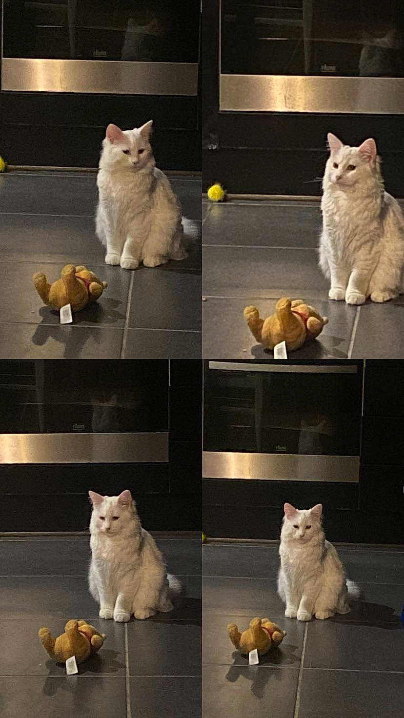 Stone Et Sky participe au concours pour gagner de l'argent avec cette photo : art, black, carnivore, cat, collage, felidae, flooring, fur, grey, light, mammal, photograph, small_to_medium_sized_cats, snapshot, tail, vertebrate, whiskers, white, window, yellow