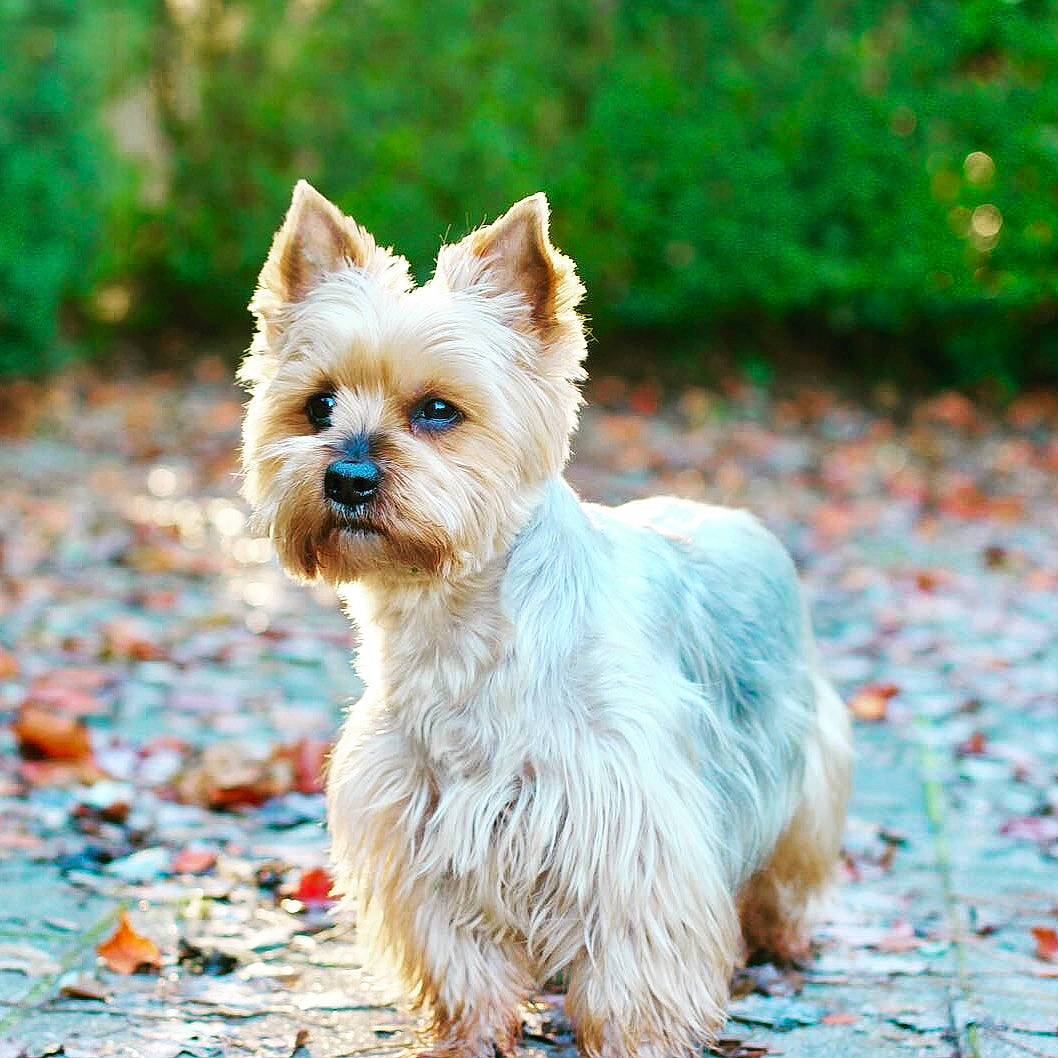 Karamel participe au concours pour gagner de l'argent avec cette photo : australian_silky_terrier, australian_terrier, biewer_terrier, cairn_terrier, canidae, carnivore, companion_dog, dog, dog_breed, mammal, morkie, norwich_terrier, puppy, rare_breed_dog, small_terrier, terrier, toy_dog, vertebrate, west_highland_white_terrier, yorkshire_terrier