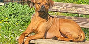Happy participe au concours pour gagner de l'argent avec cette photo : animal, backyard, bench, boxer, bulldog, canine, dog, furniture, grass, herbal, herbs, hound, nature, outdoors, pet, plant, pottedplant, tree, wood, yard