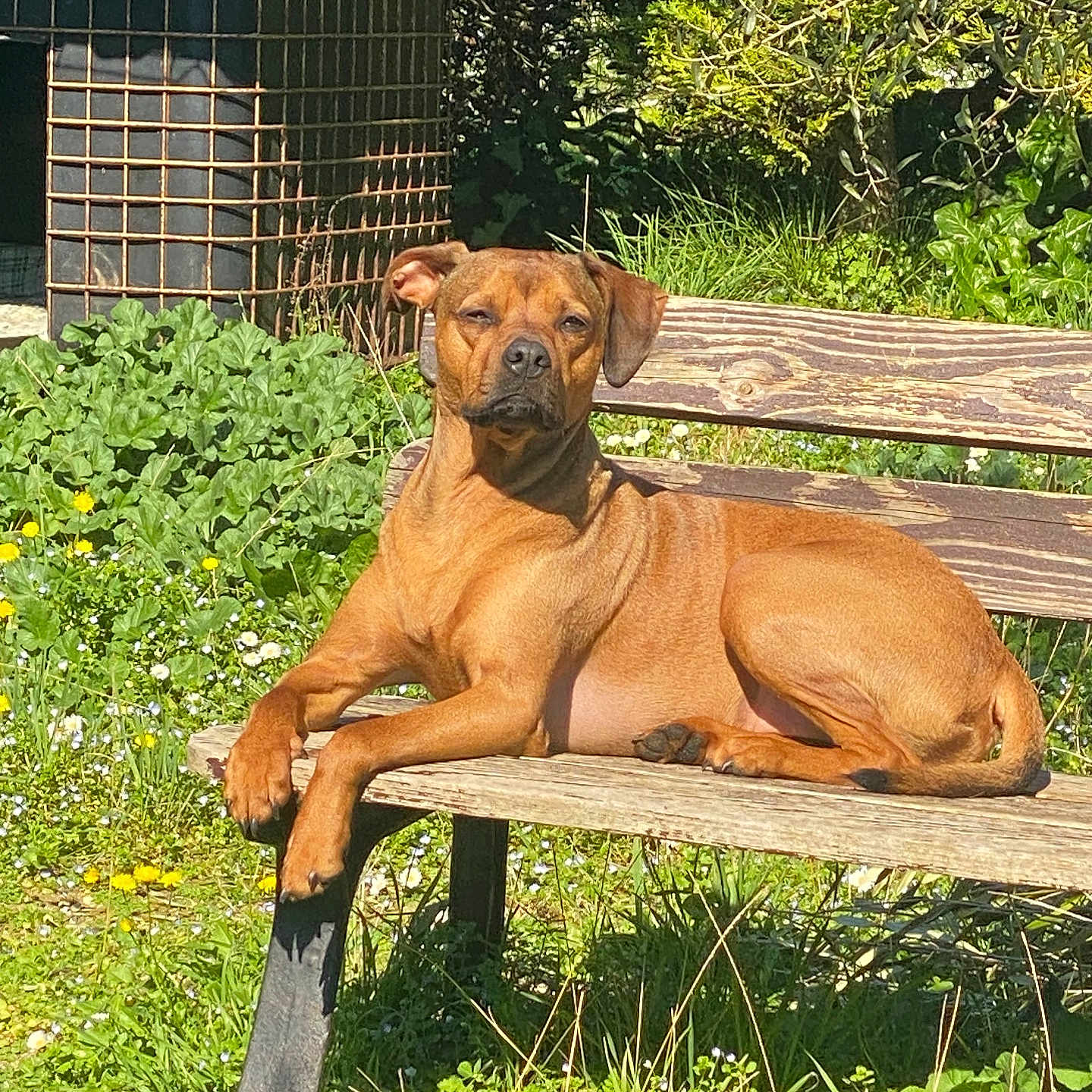 Happy participe au concours pour gagner de l'argent avec cette photo : animal, backyard, bench, boxer, bulldog, canine, dog, furniture, grass, herbal, herbs, hound, nature, outdoors, pet, plant, pottedplant, tree, wood, yard