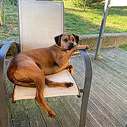 Happy a rejoint le concours — aidez-le/la à gagner de superbes lots ! animal, backyard, brown_dog, canine, chair, daylight, dog, furniture, garden, grass, lounge, nature, outdoor, patio, paw, pet, relaxed, resting, summer, wooden_deck