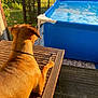 Happy a rejoint le concours — aidez-le/la à gagner de superbes lots ! animal, backyard, brown_dog, daytime, dog, fence, garden, grass, leash, nature, outdoor, pet, pool, reflection, relaxing, summer, sunlight, water, wooden_deck, wooden_table