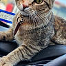 cat, tabby_cat, pet, animal, indoor, car, dashboard, collar, bell, fur, whiskers, close_up, portrait, curious, relaxed, domestic_animal, seat, steering_wheel, window, daylight