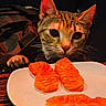 cat, salmon, sashimi, plate, food, table, paw, curious, orange, fish, raw_food, pet, animal, indoor, closeup, whiskers, eyes, claw, meal, dark_background