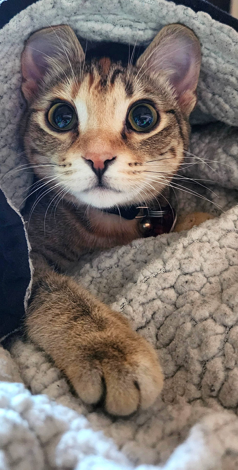 animal, blanket, cat, close_up, collar, cozy, curious, cute, feline, fur, indoor, paw, pet, resting, snug, soft_texture, tabby_cat, warm, whiskers, wide_eyes