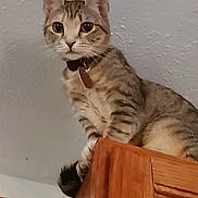 Luna is registered to the contest to win money with this photo: alert, animal, bowtie, cat, claws, collar, curious, ears, feline, fur, furniture, home, indoor, looking_down, pet, sitting, tabby, tail, whiskers, wooden_cabinet