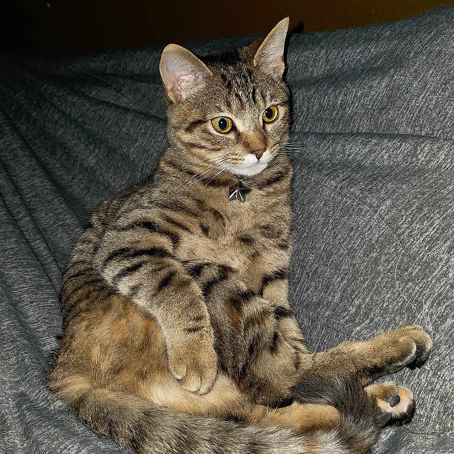 Hela is registered to the contest to win money with this photo: cat, tabby_cat, sitting, indoor, pet, animal, feline, gray_blanket, striped, alert, ears_up, yellow_eyes, collar, domestic_cat, relaxed, fur, whiskers, tail, paw, looking_away