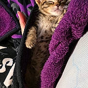 Hela is registered to the contest to win money with this photo: kitten, sleeping, tabby, cat, blanket, purple, black, cozy, person, hand, snug, nap, fur, paw, indoor, comfort, rest, cute, small, warm
