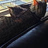 Hela joined the competition — help win amazing prizes! cat, tabby_cat, window, windowsill, blinds, indoor, pets, animal, feline, resting, sleeping, companionship, cozy, sunlight, black_leather, fur, ears, back_view, peaceful, domestic_animal