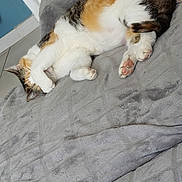 Kaya a rejoint le concours — aidez-le/la à gagner de superbes lots ! animal, blanket, calico, cat, comfort, cozy, cute, feline, fur, gray, home, indoor, napping, paw, pet, pillow, relaxing, resting, sleeping, soft