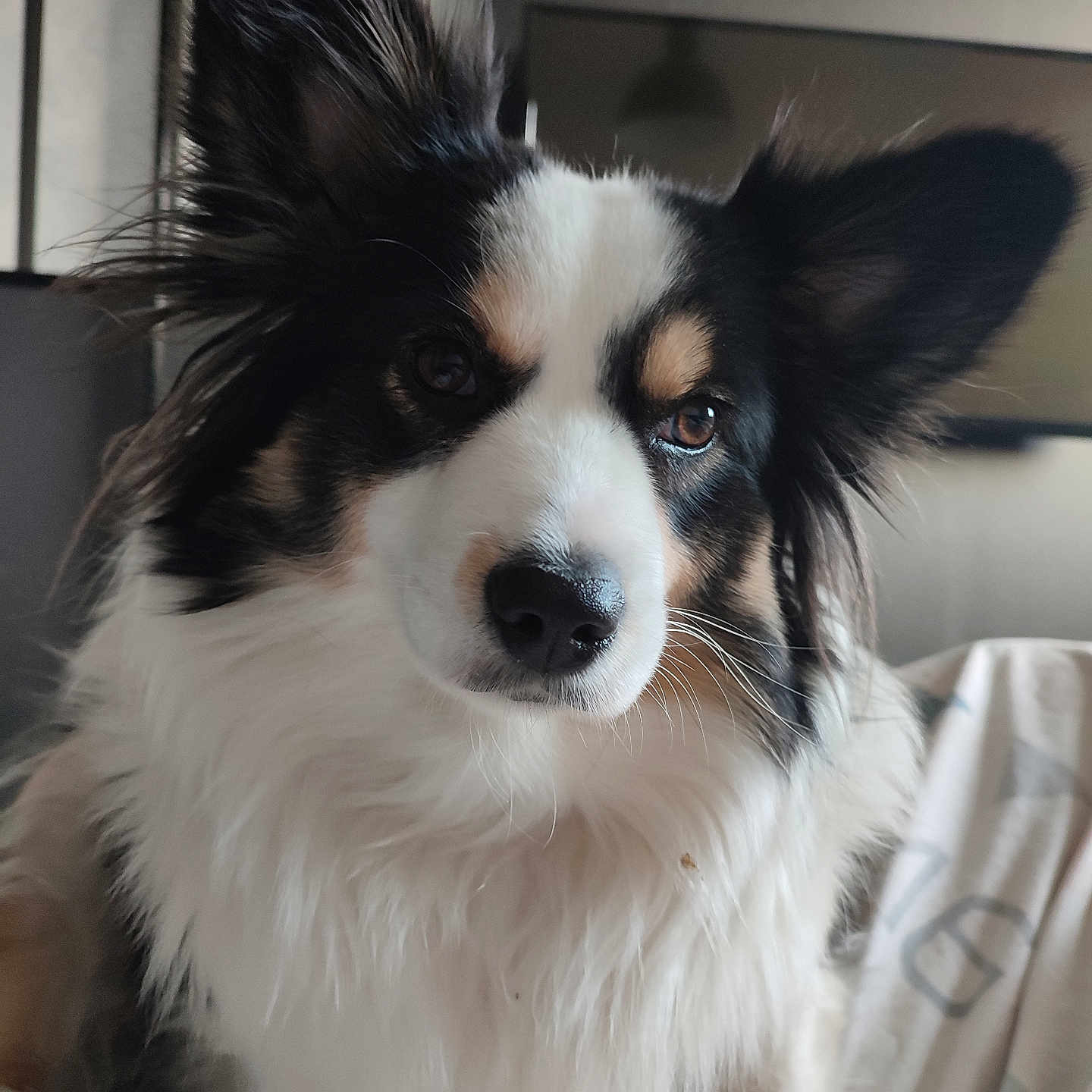 Ubby a rejoint le concours — aidez-le/la à gagner de superbes lots ! animal, canine, cockerspaniel, collie, dog, eskimodog, papillon, pet, puppy