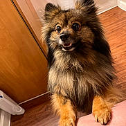 Sugar is registered to the contest to win money with this photo: dog, fluffy, brown, black, pet, indoor, wooden_floor, cabinet, paws, bare_skin, cute, happy, small_dog, fur, animal, looking_up, standing, close_up, domestic, companion