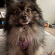 Lotus is registered to the contest to win money with this photo: dog, fluffy, pet, indoor, harness, brown, black, fur, eyes, cute, sitting, couch, cozy, toy, basket, living_room, portrait, animal, companion, curious