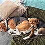 Beerus a rejoint le concours — aidez-le/la à gagner de superbes lots ! dog, beagle, puppy, sleeping, couch, blanket, pillow, indoor, pet, cozy, nap, fur, collar, resting, two_dogs, companions, home, cute, snuggle, living_room