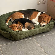 Beerus participe au concours pour gagner de l'argent avec cette photo : dog, beagle, puppy, sleeping, bed, dog_bed, indoor, tile_floor, cardboard_box, wall_socket, pair, sibling, cozy, resting, domestic, pet, canine, fur, brown_black_white, nap