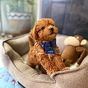 Theo joined the competition — help win amazing prizes! puppy, dog, brown, bow_tie, pet_bed, plush_toy, indoor, cute, playful, furry, animal, canine, pet, toy, cozy, adorable, stretching, soft, home, young