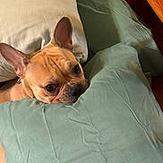 Deuce joined the competition — help win amazing prizes! dog, french_bulldog, pet, pillow, bed, cozy, indoor, cute, animal, resting, brown, ears, face, looking, fur, canine, home, sleepy, comfort, closeup