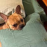 dog, french_bulldog, pet, pillow, bed, cozy, indoor, cute, animal, resting, brown, ears, face, looking, fur, canine, home, sleepy, comfort, closeup