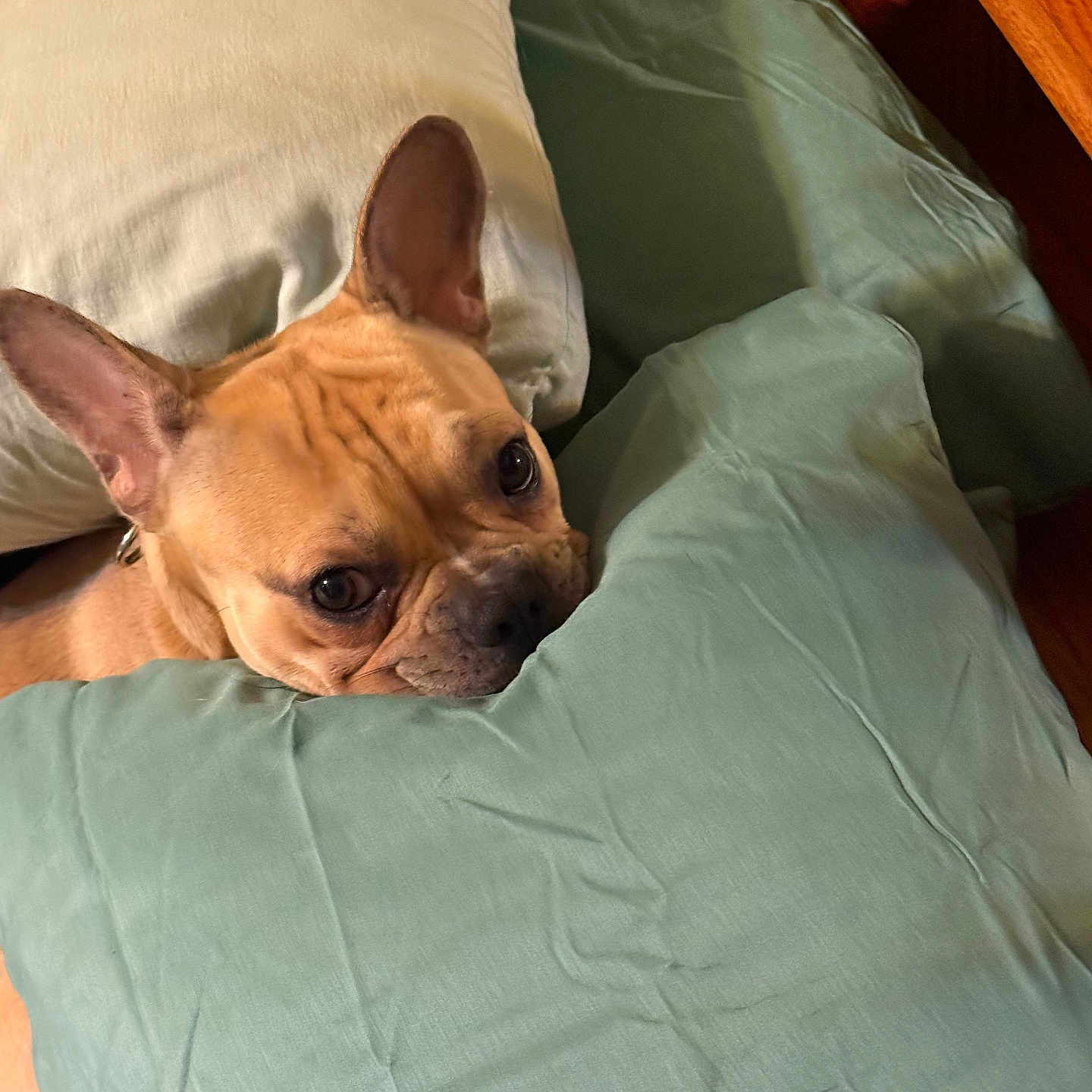 Deuce joined the competition — help win amazing prizes! dog, french_bulldog, pet, pillow, bed, cozy, indoor, cute, animal, resting, brown, ears, face, looking, fur, canine, home, sleepy, comfort, closeup