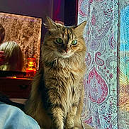 Ryah joined the competition — help win amazing prizes! cat, fluffy, green_eyes, indoor, curtain, patterned_curtain, cozy, candle, furniture, bed, window, pet, animal, portrait, sitting, feline, warm_light, domestic, cute, relaxed