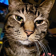 Zazzles is registered to the contest to win money with this photo: cat, tabby_cat, close_up, face, whiskers, green_eyes, fur, pet, animal, indoor, portrait, feline, mammal, cute, domestic_cat, whiskers_visible, nose, head, alert, expression