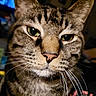 cat, tabby_cat, close_up, face, whiskers, green_eyes, fur, pet, animal, indoor, portrait, feline, mammal, cute, domestic_cat, whiskers_visible, nose, head, alert, expression